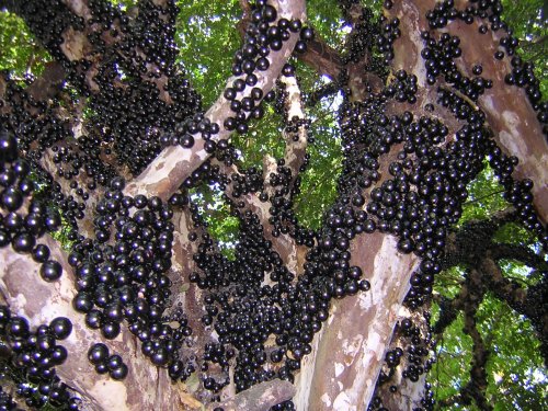 Jabuticaba