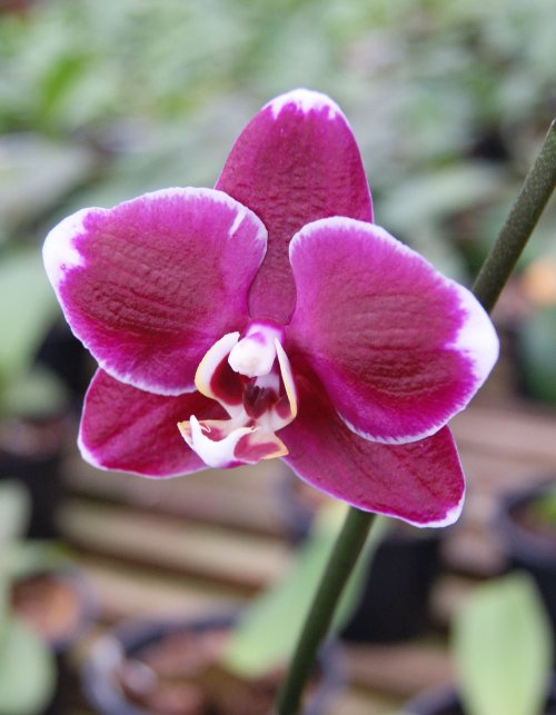 orquídea