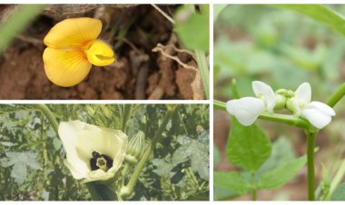 Sabe que flores são estas?