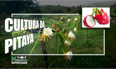 Cultura da Pitaya