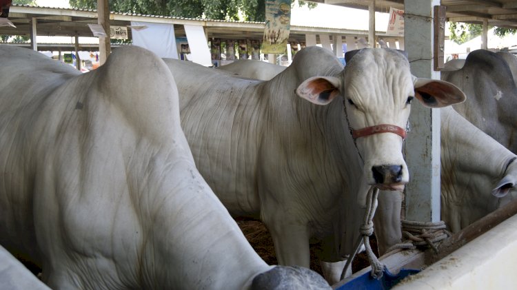 Exposição Agropecuária