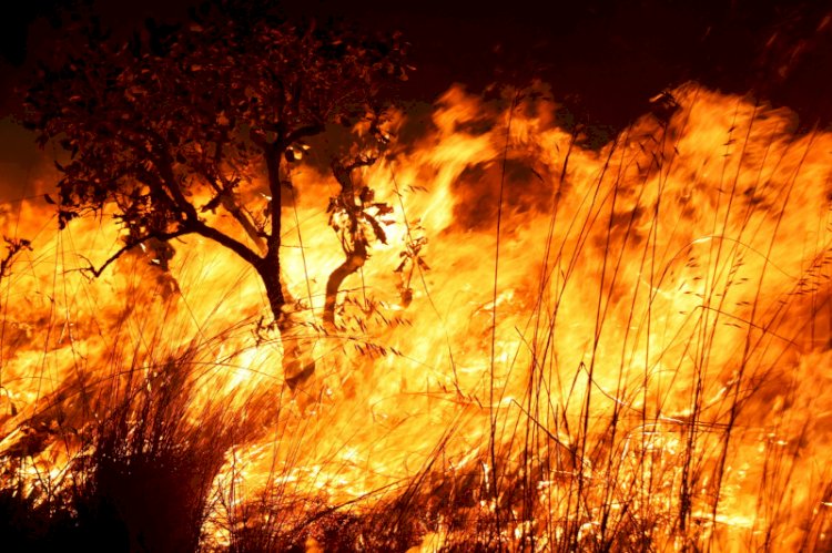 Incêndios Florestais