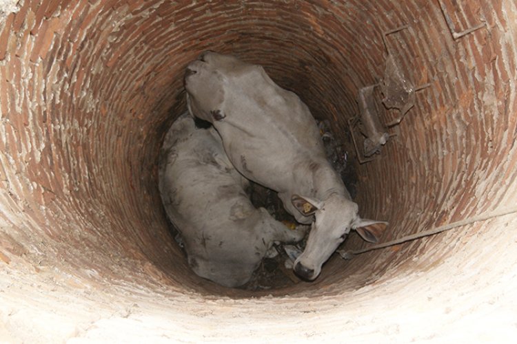 Como se faz para tirar um boi do poço?