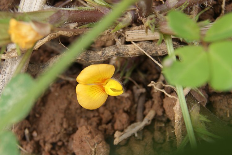 De qual planta é esta flor?
