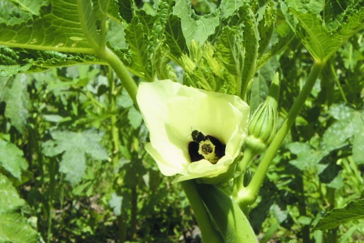 Esta é uma Barbada.